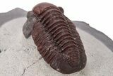 Deep Red Gerastos Trilobite - Zerig, Morocco #286800-4